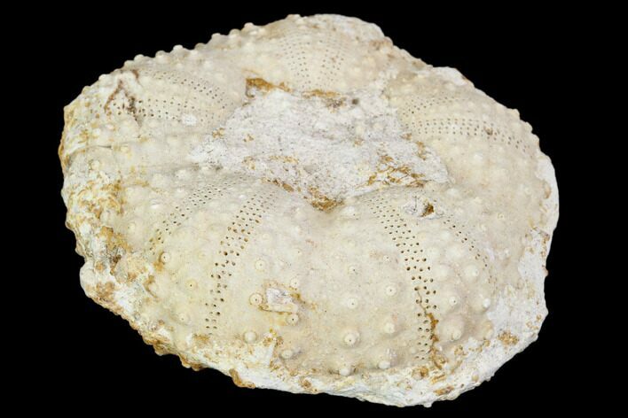 Fossil Sea Urchin (Tetragramma) - Morocco #104465